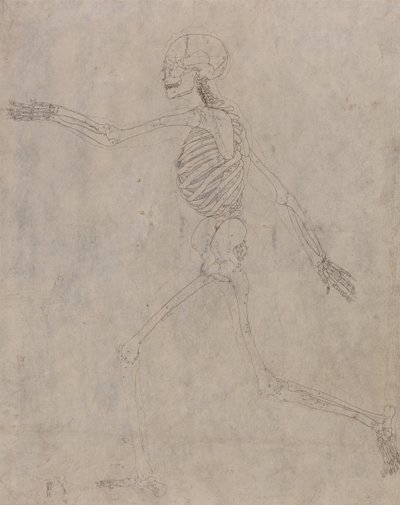A Comparative Anatomical Exposition of the Structure of the Human Body with That of a Tiger and a Cow by George Stubbs